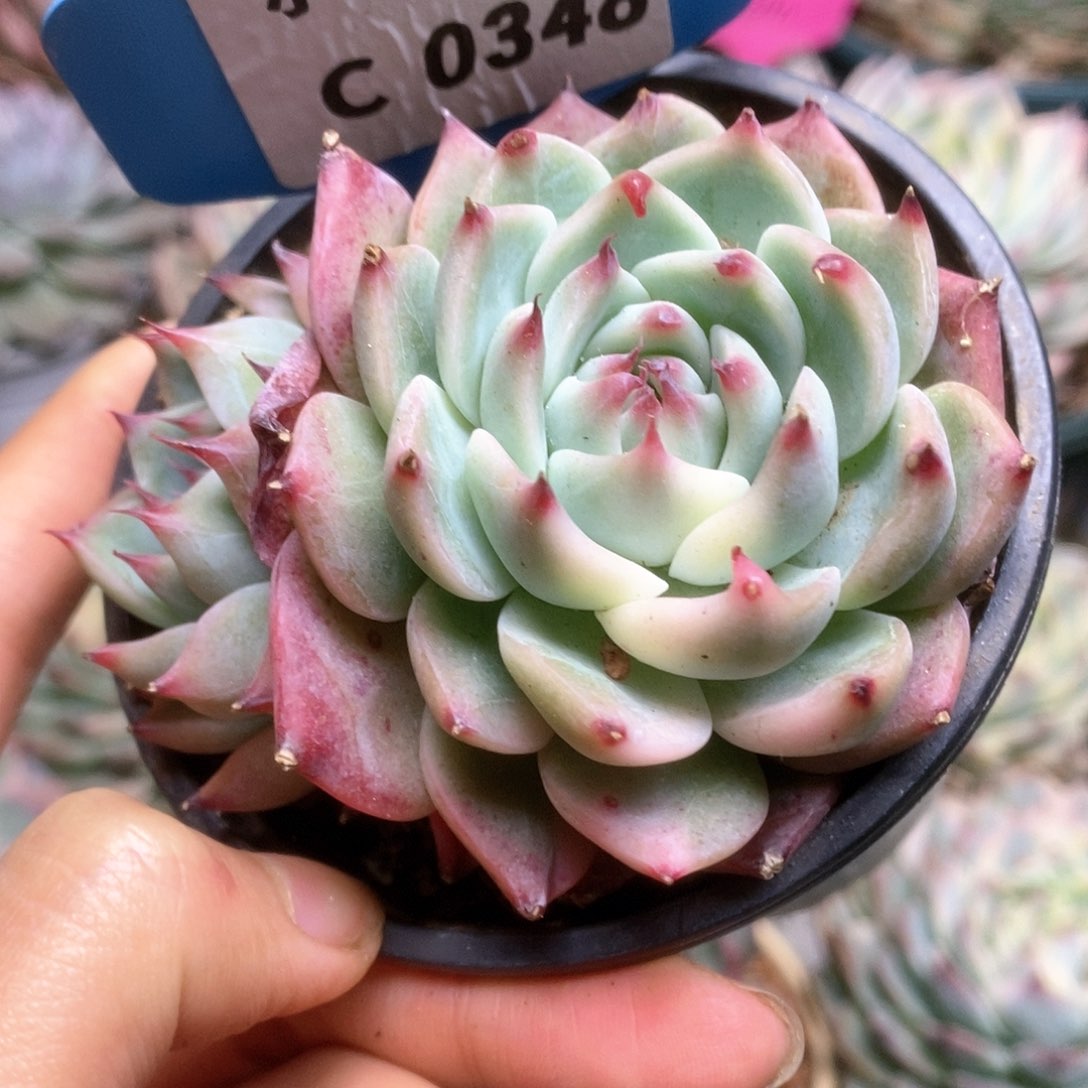 C348锦锦锦锦锦锦