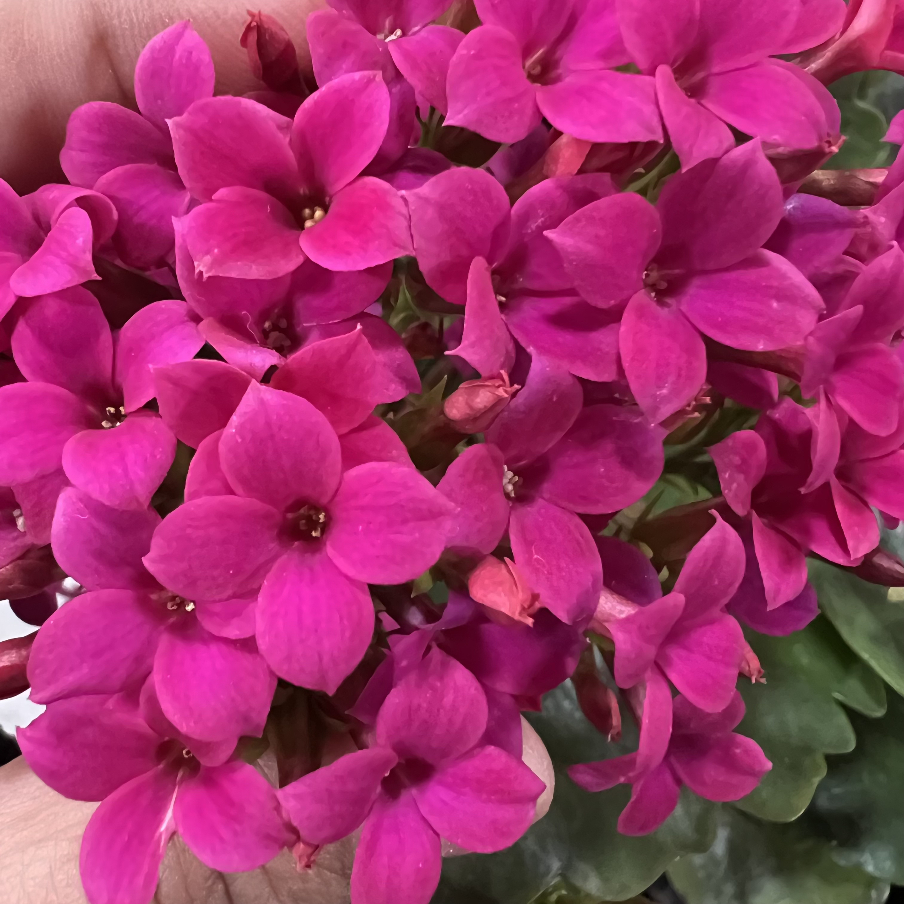 【紫霞仙子】110盆 拍够两单发货