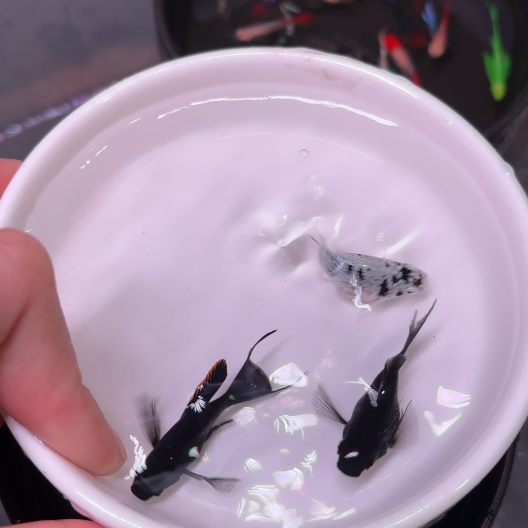 孔雀鱼玛丽球2黑1牛