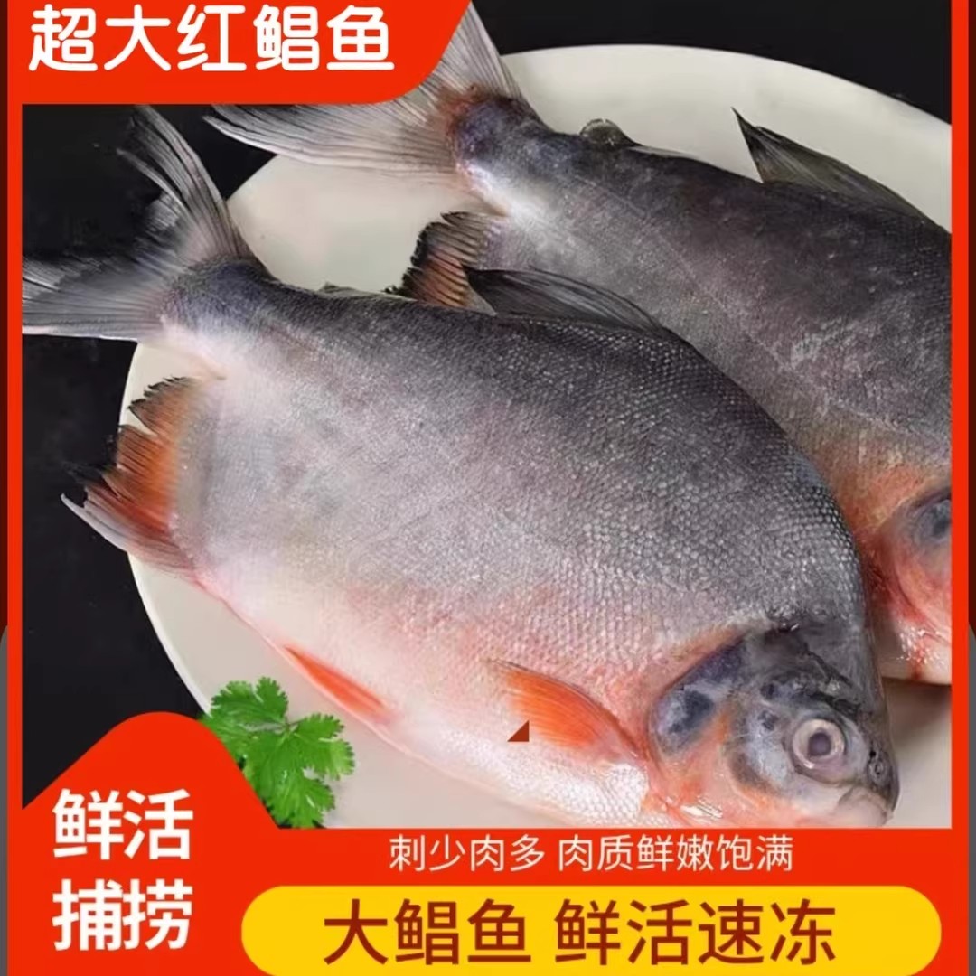 【凌晨上岸】正宗特大号野生鲳鱼鲜活速冻 肉质鲜嫩 净重无冰衣