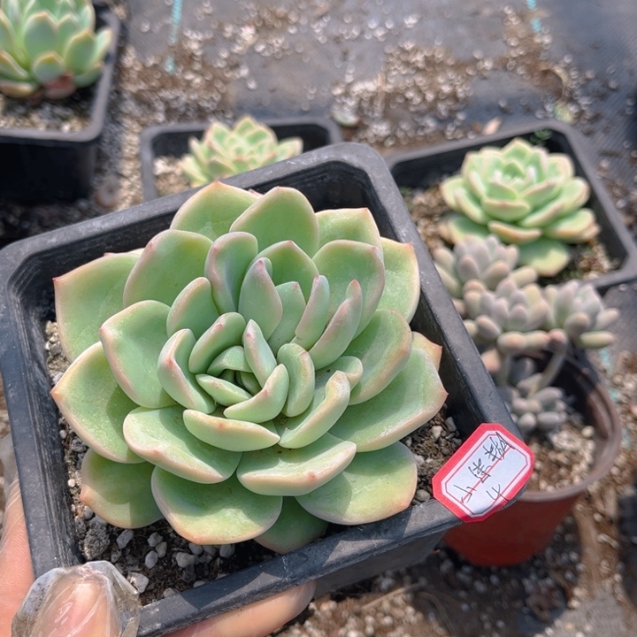 小****0泡芙双心一颗