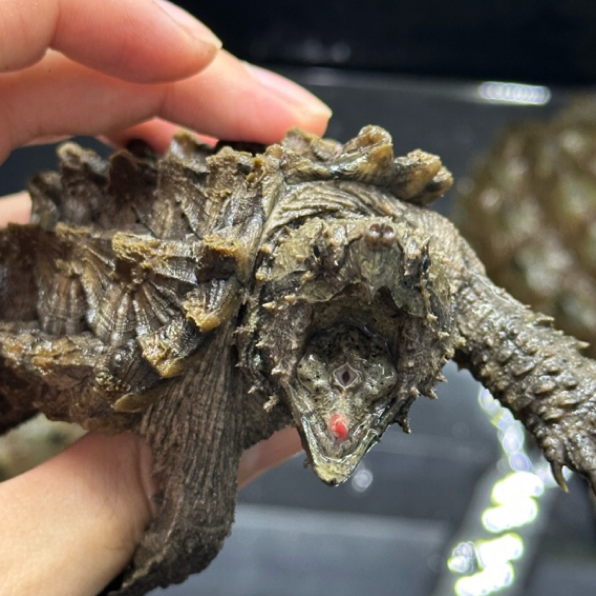 鳄龟活体宠物乌龟大鳄龟鳄龟