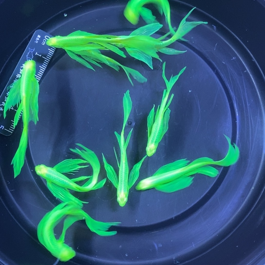 斑马鱼蝶翼斑马练手鱼微瑕疵4厘米10条