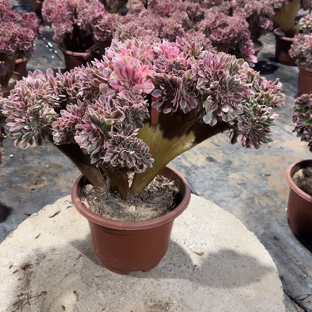 天***@女巫缀化脱土发货