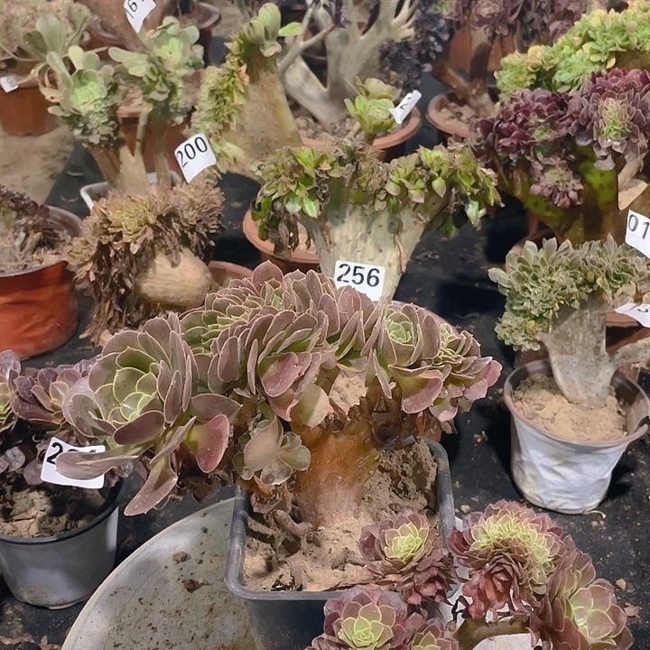 飞***268荷兰玫瑰黑萝莉两个