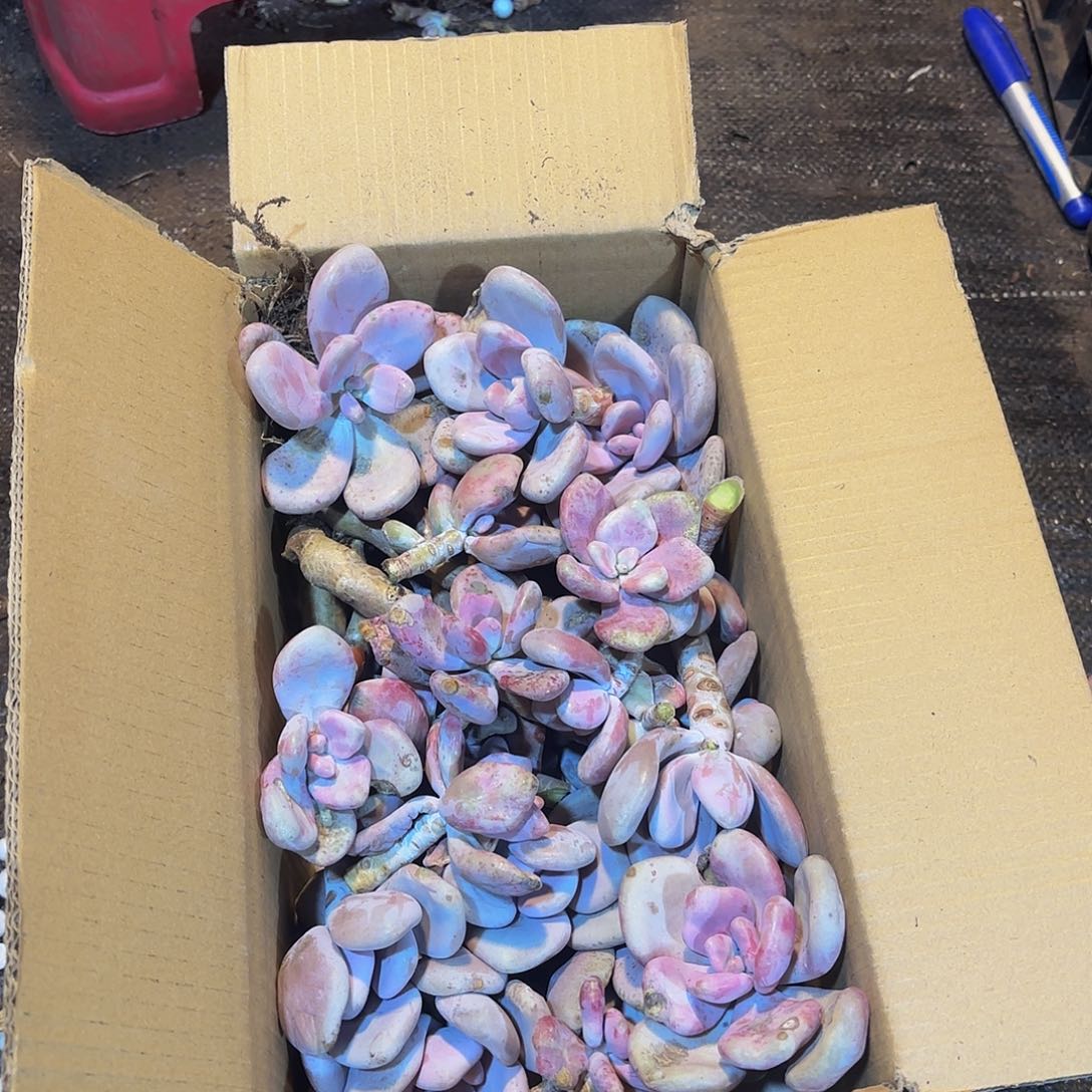 S****姥桃霜6390。            