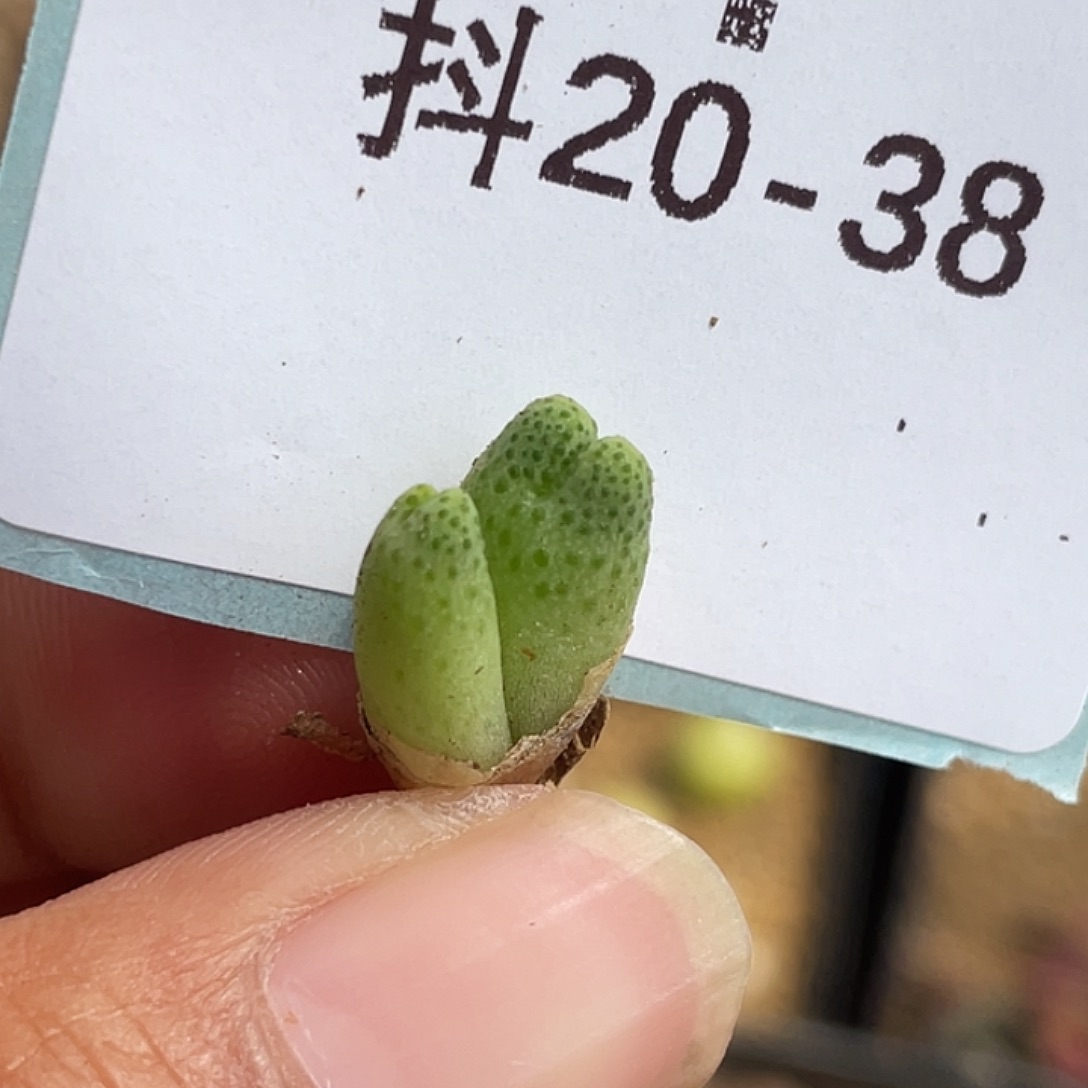 20-38斑马多肉植物