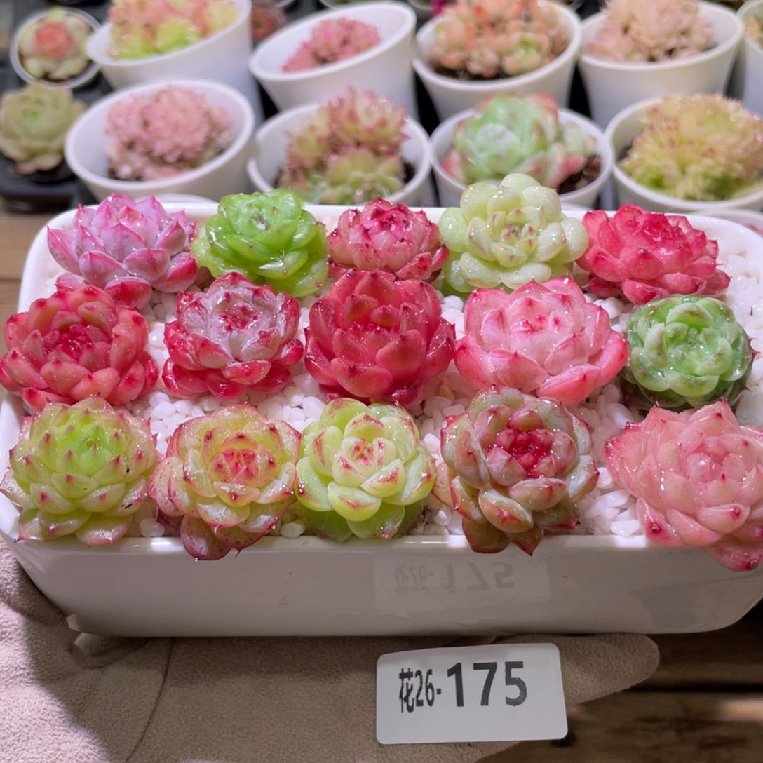 花利美26-175拼盘含盆土铺面镊子分开发