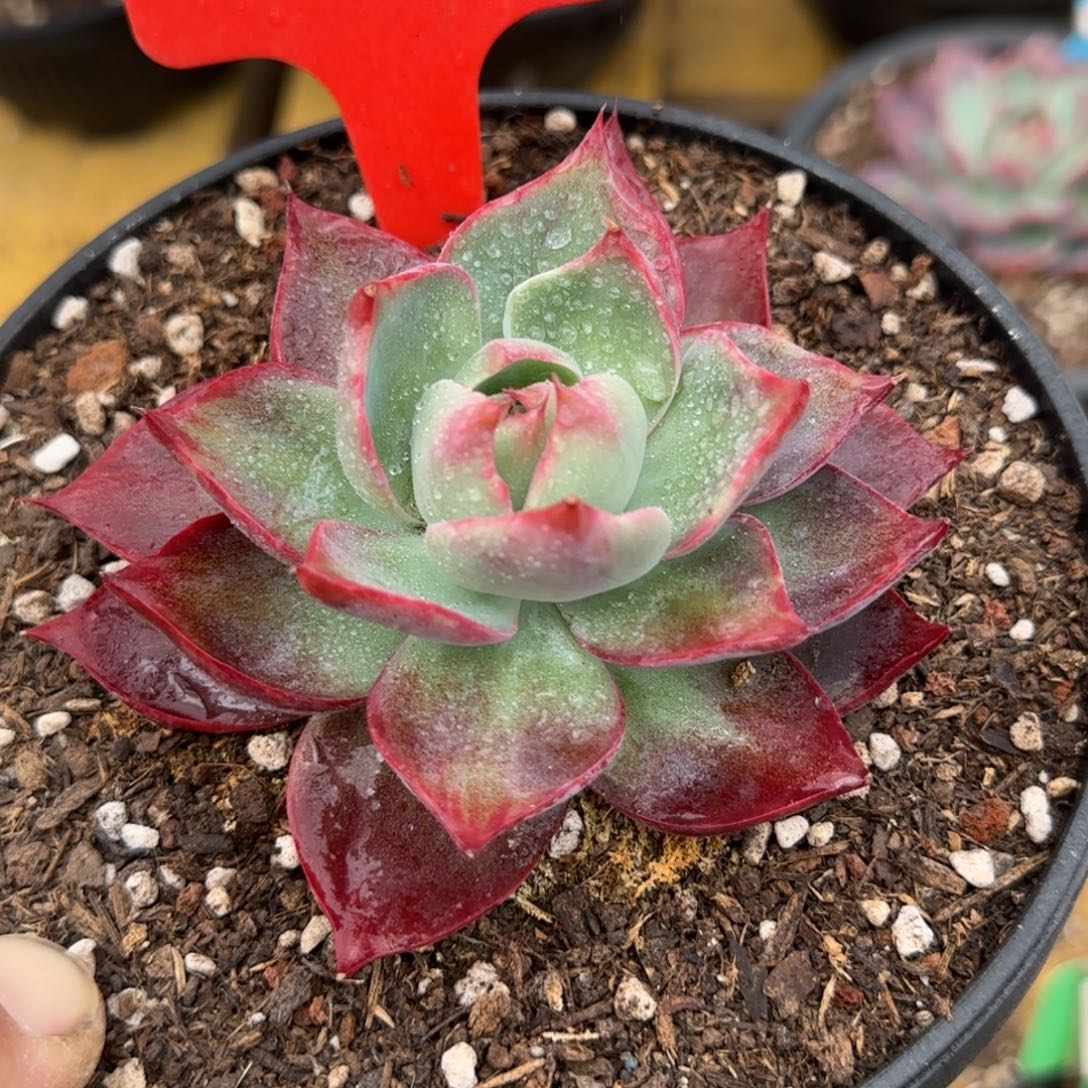 惊鸿一物一拍包装收缩花旱254