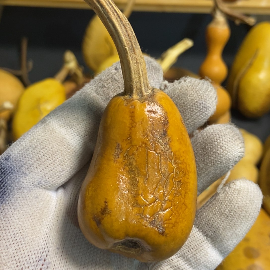 光**腚葫芦葫芦真的