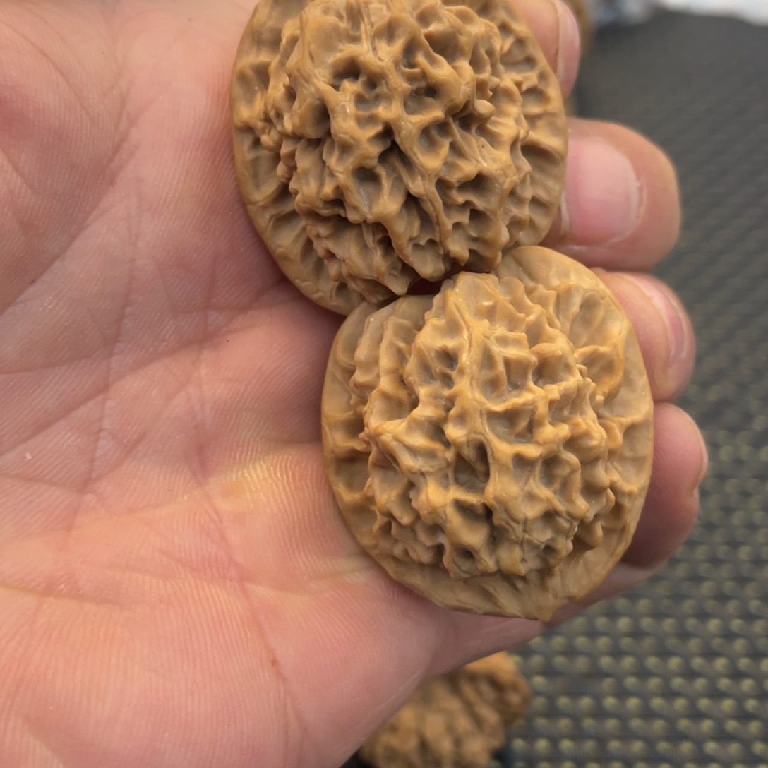 秦岭小王核桃啊啊啊