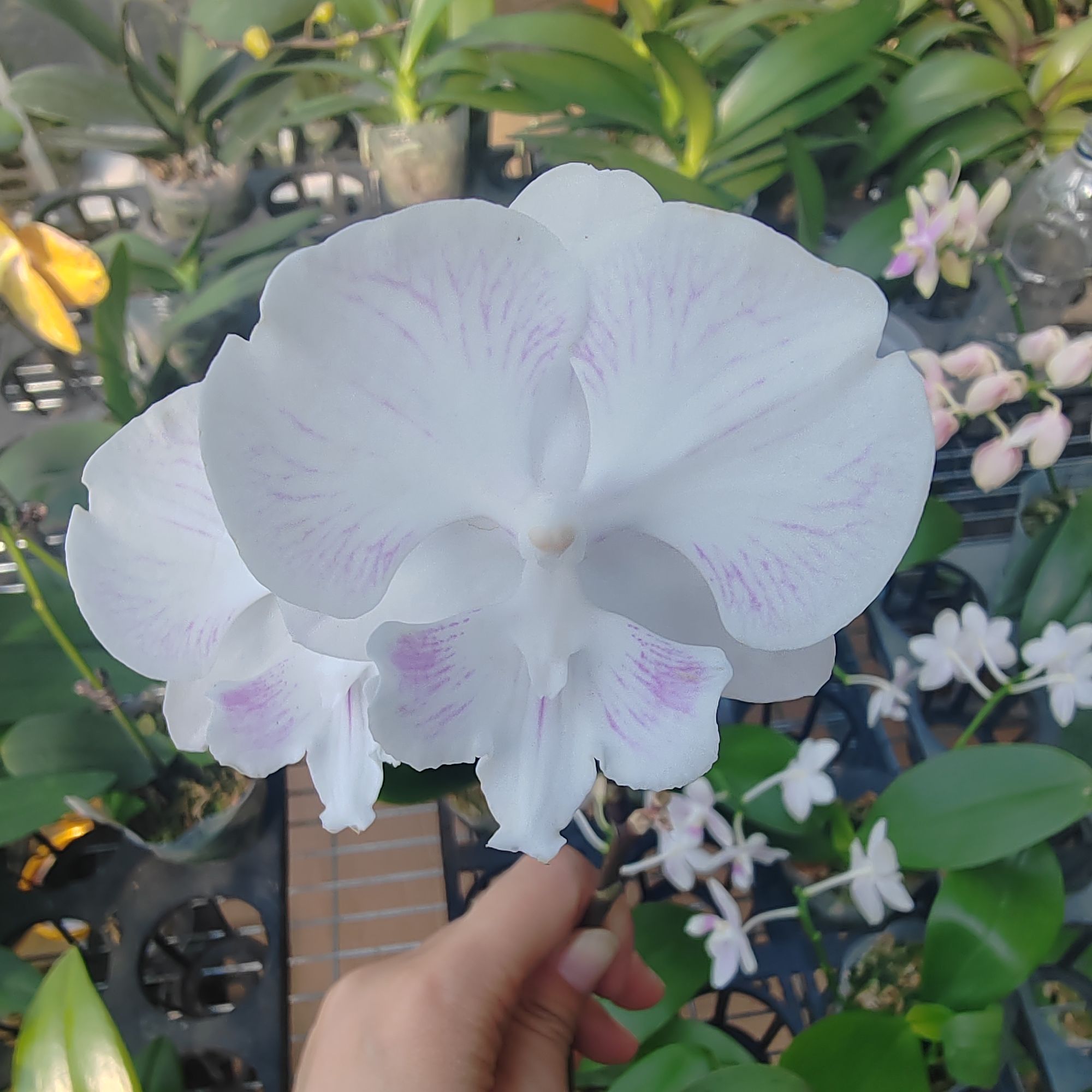 【雪绒花】2.8寸蝴蝶兰苗