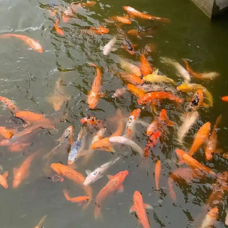 包邮包活一发财锦鲤