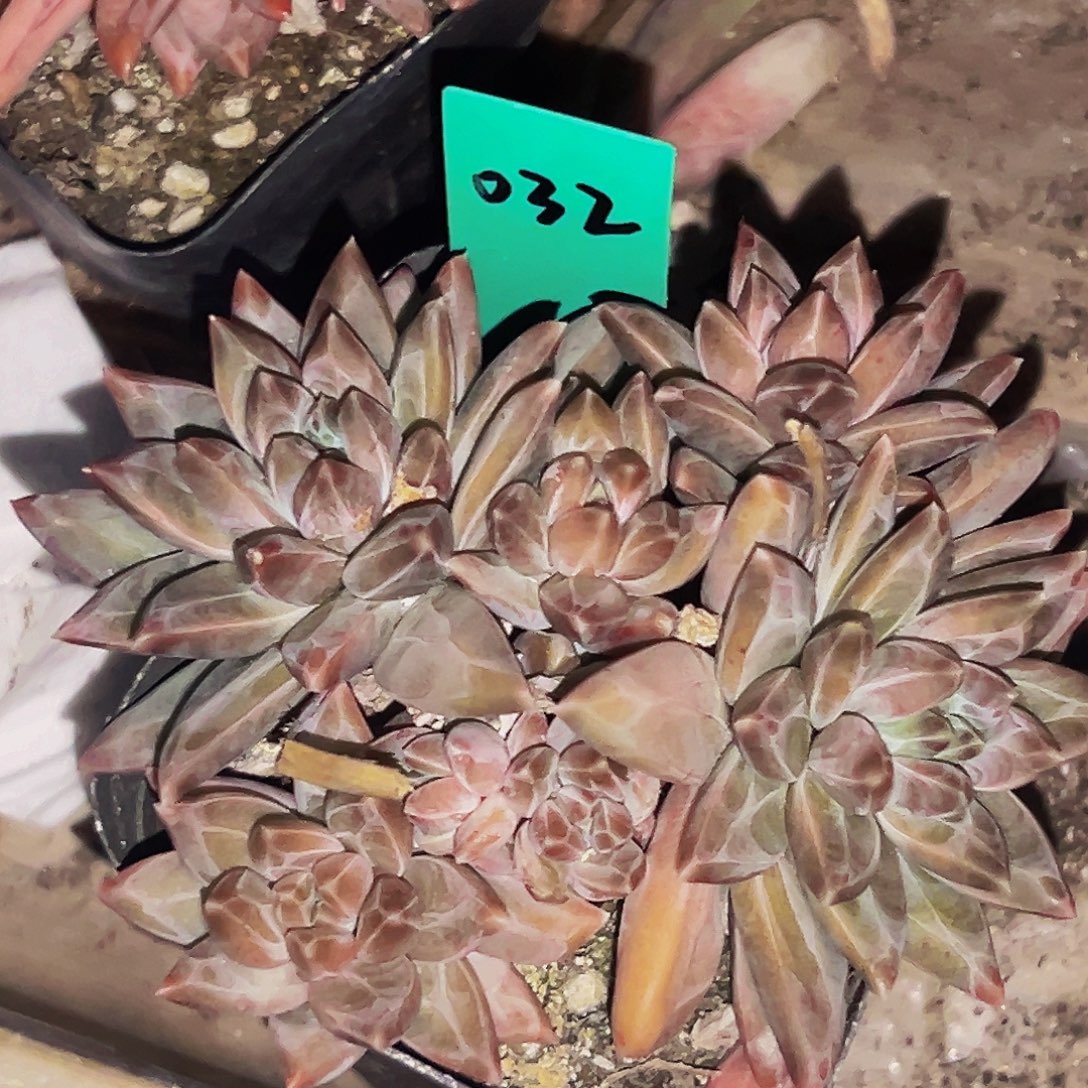 桔云多肉美人精品系列