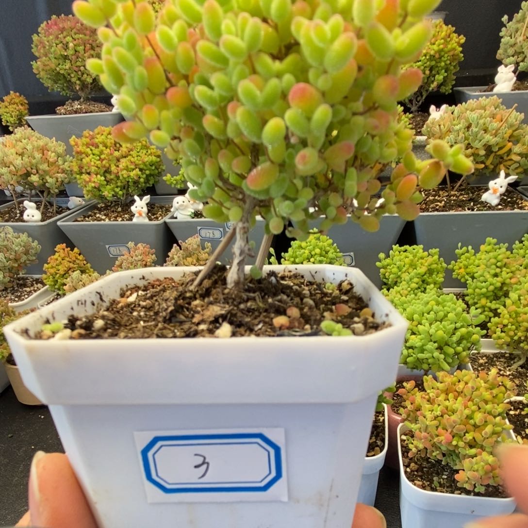 3号蜜橘糖球多肉