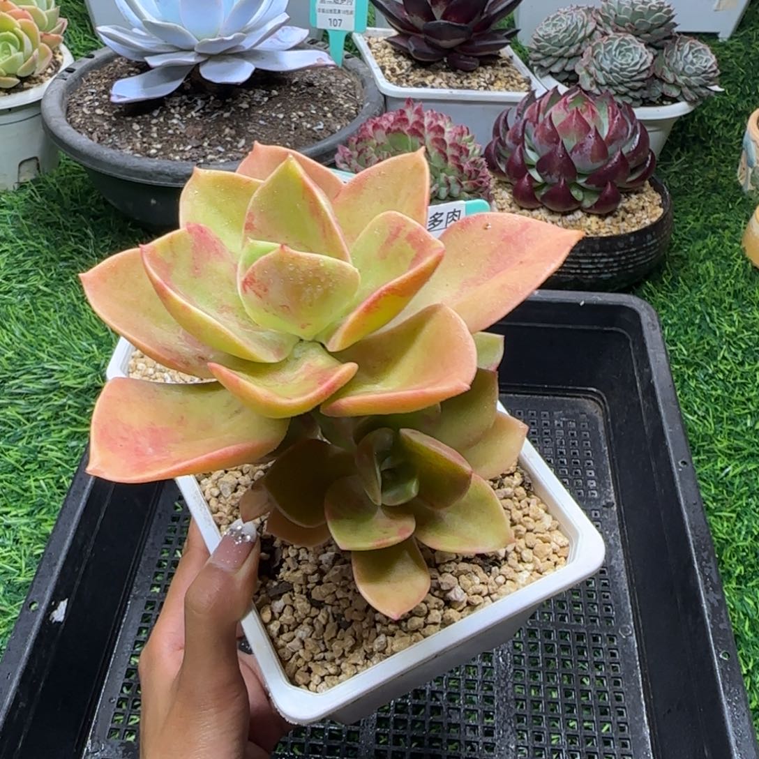 唐二姐多肉编号154