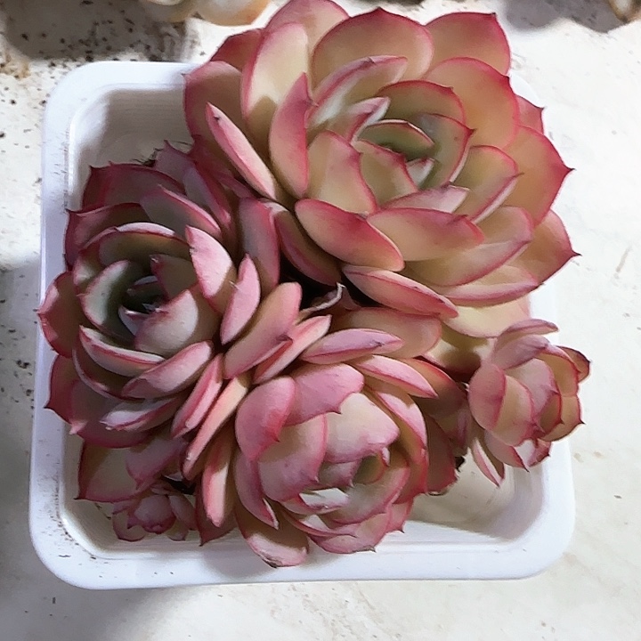 青蛙王子儿童牙膏111