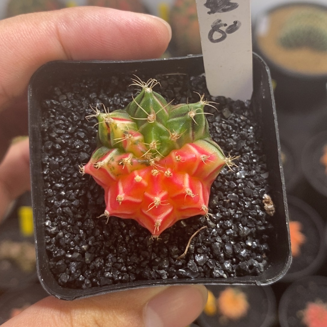 小米哈——脱土发货