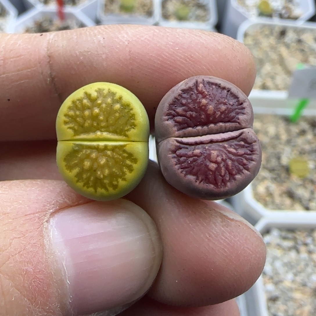 404绿菊紫菊清框福利30包邮