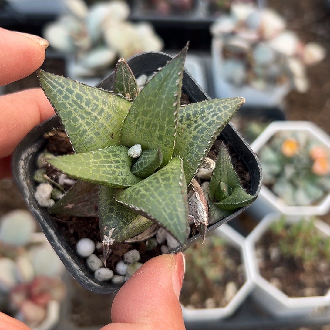 多肉植物龙鳞寿单头