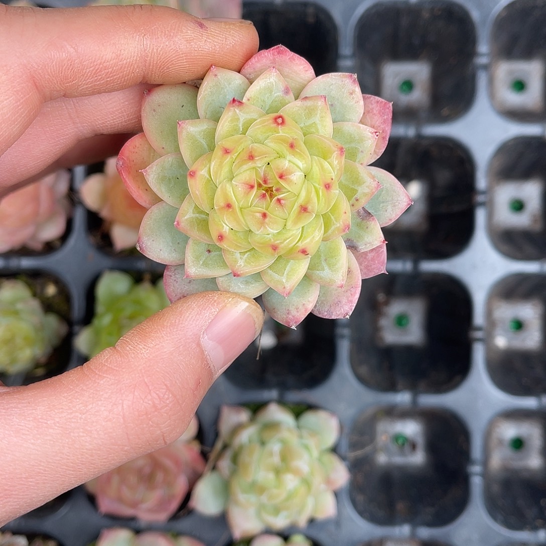 多肉一物一拍28-203