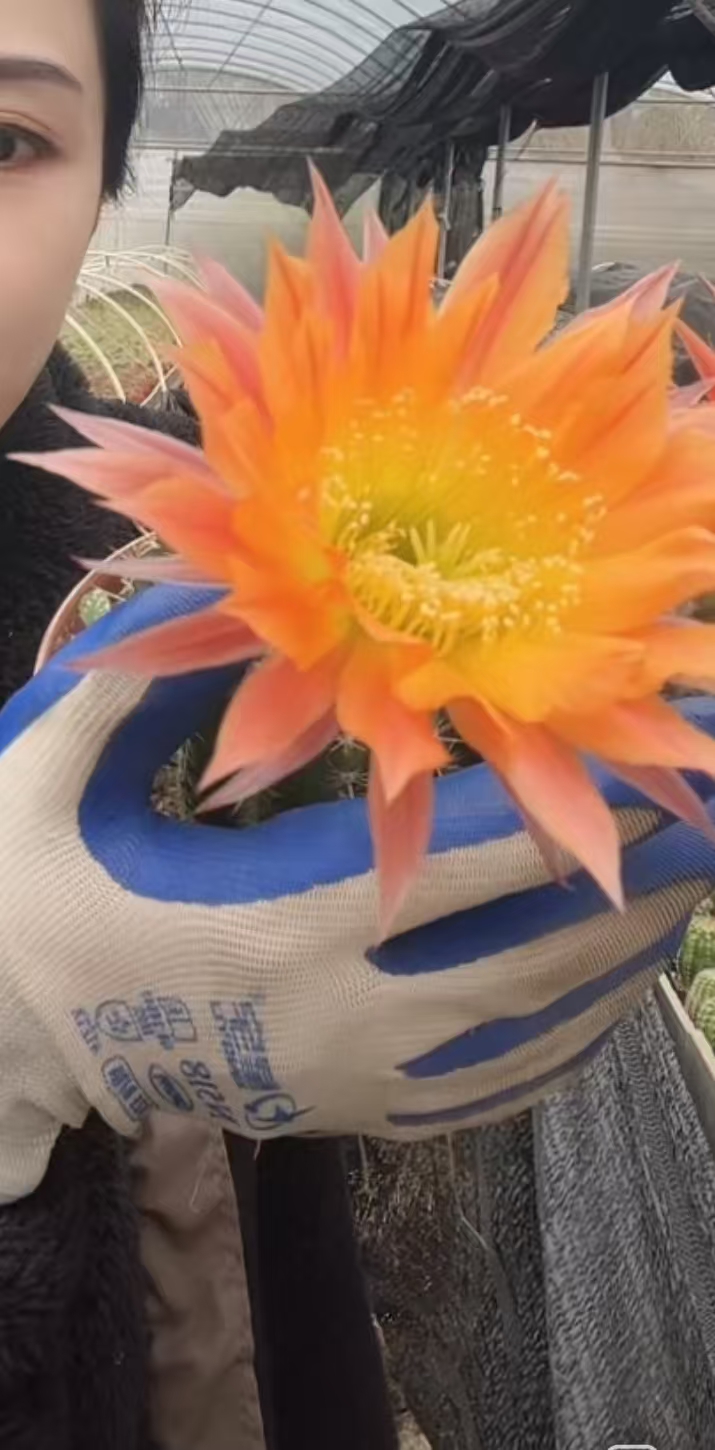 二妹园艺（2.7 指定彩草）好花色仙人球满18包邮随机发