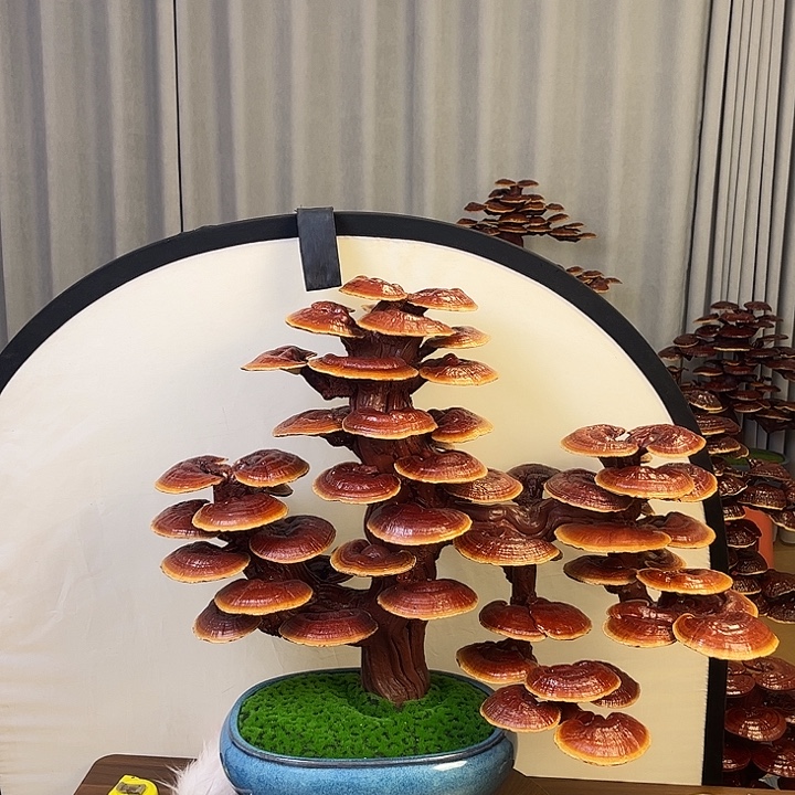 灵芝盆景8888888888