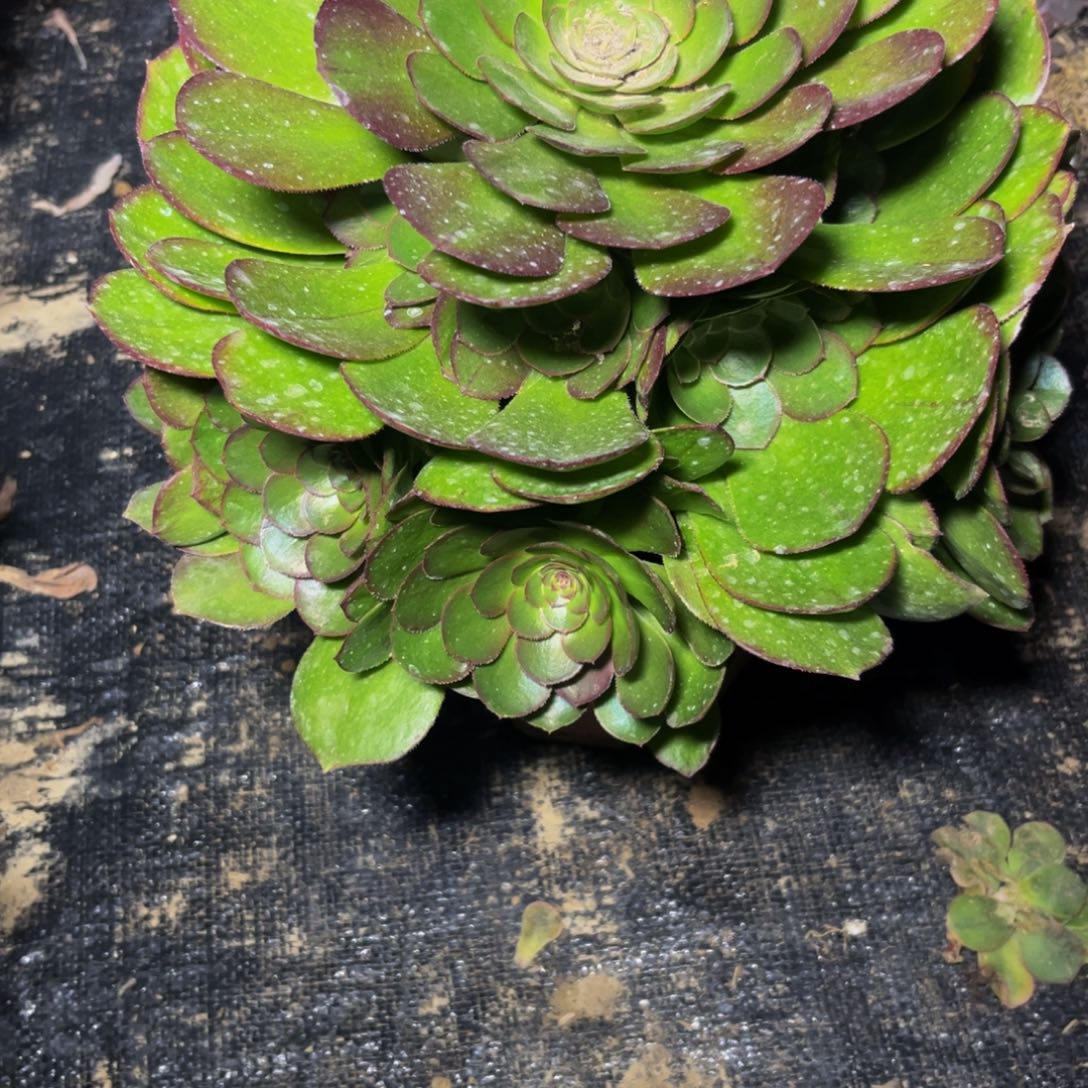 万圣节多肉植物捧花的564