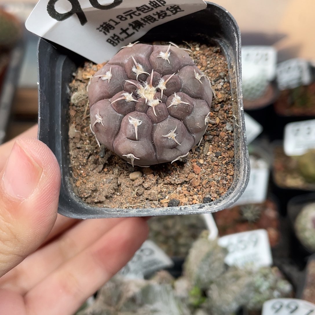 981铅皮（满18元包邮）