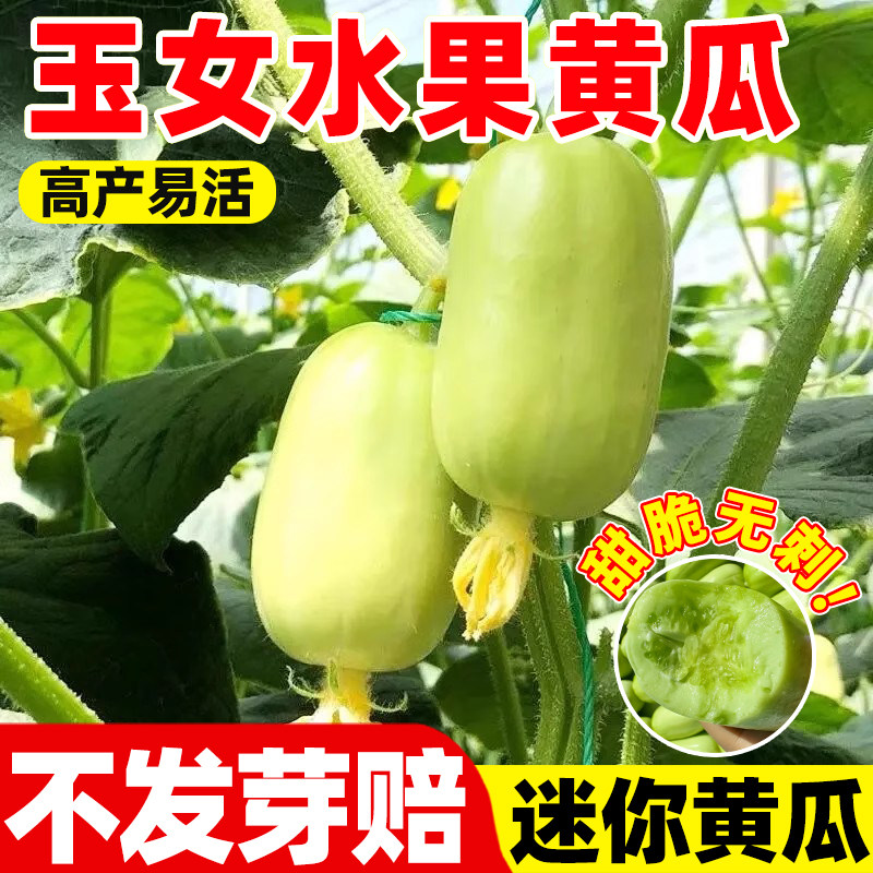 玉女水果黄瓜种子脆甜拇指小黄瓜种籽四季秋阳台盆栽易种蔬菜种孑商品图