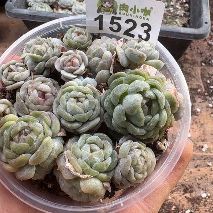 多肉植物多肉植物