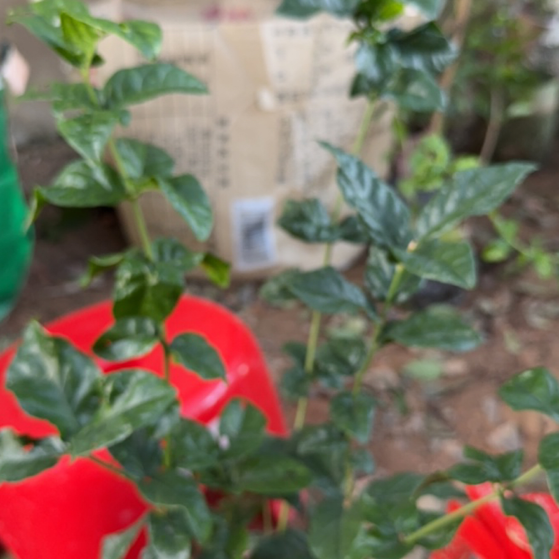 一物一拍 巴乐 热销