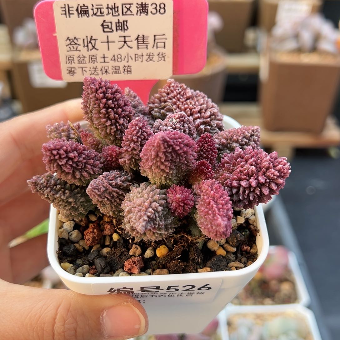 526朱紫玉多肉植物