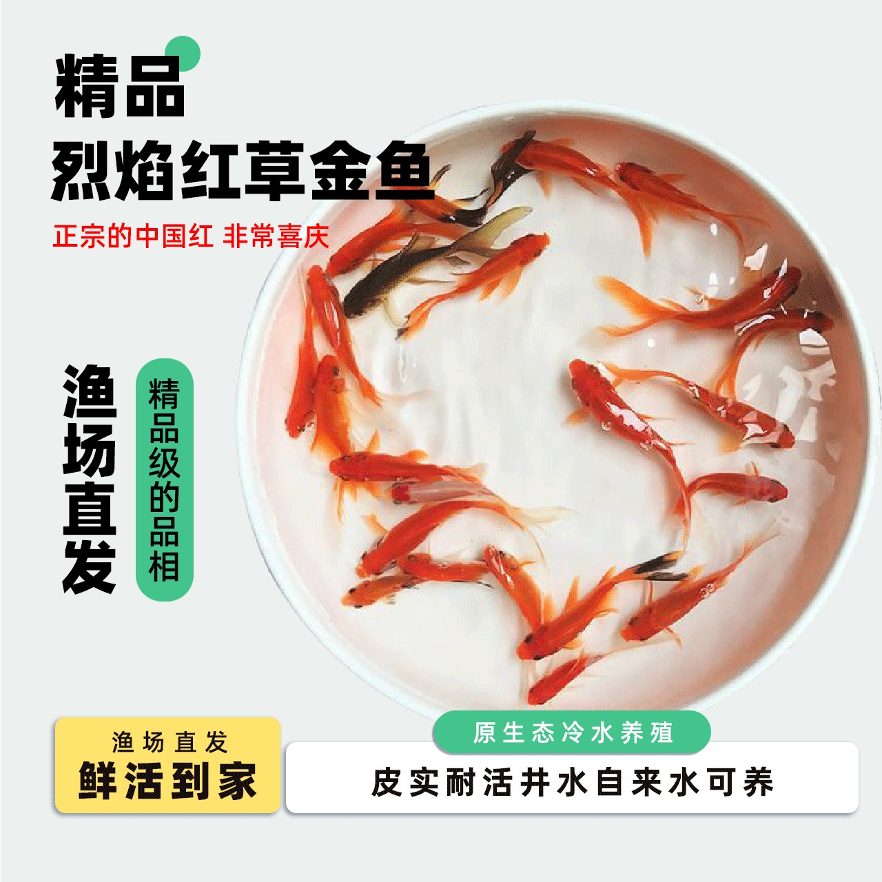 【烈焰红草金鱼】草金鱼烈焰红金鱼鲜活观赏鱼神奇宠物