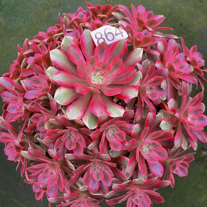 0000000000864浣纱多肉植物