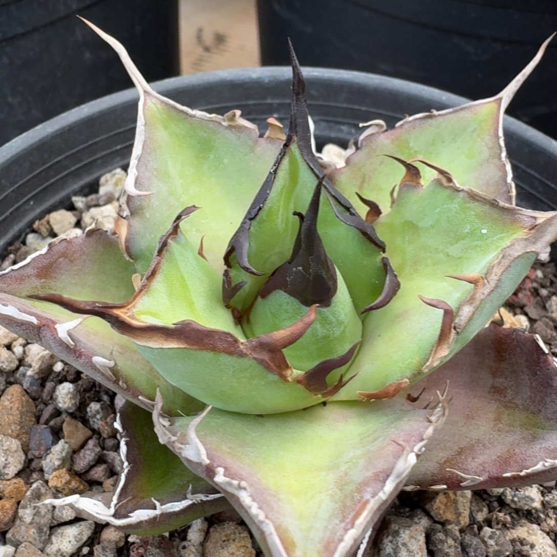 龙舌兰仁王冠黑帝斯