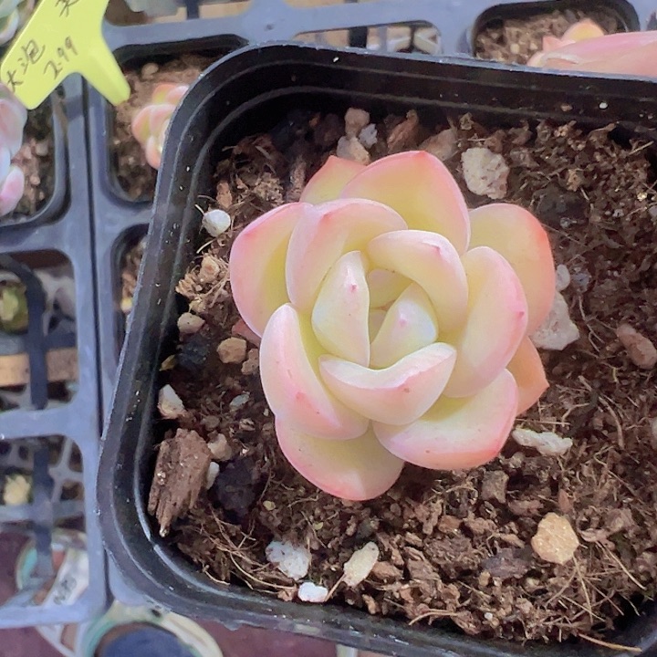 泡芙精品多肉植物