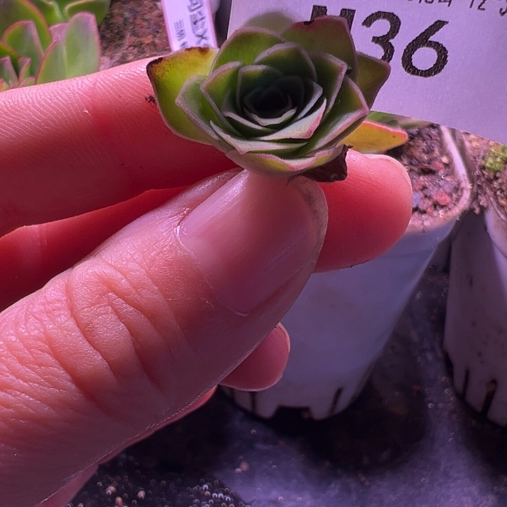 苗苗三碗MS不知名芽一个
