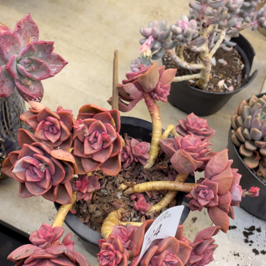 黑大帅多肉224琉璃盏