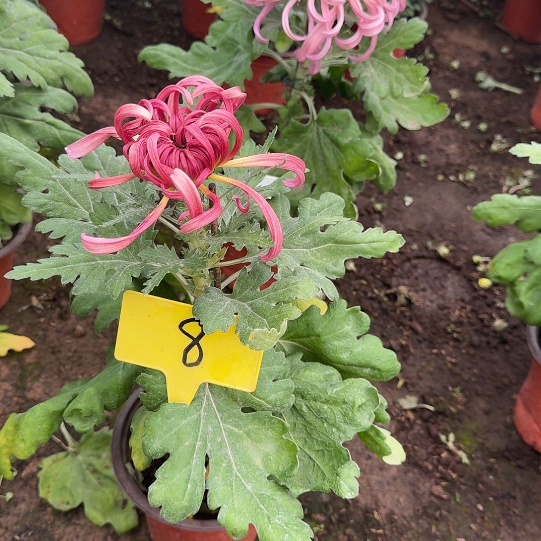 南***术大部分花苞少量开放8八十万'