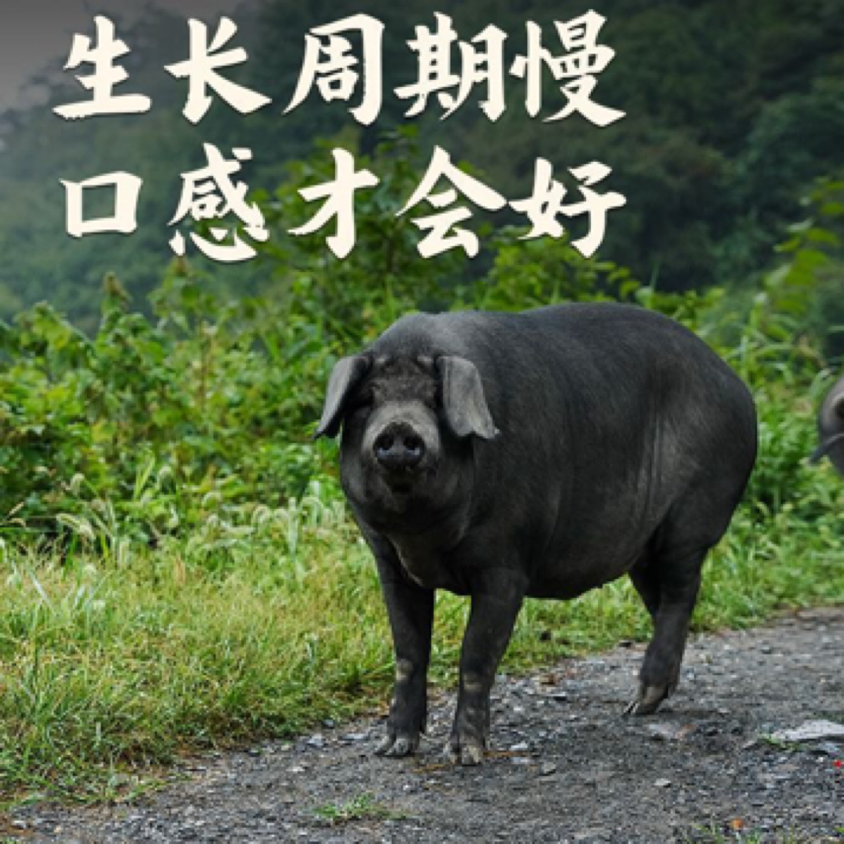 【猪内脏】熟食黑土猪内脏
