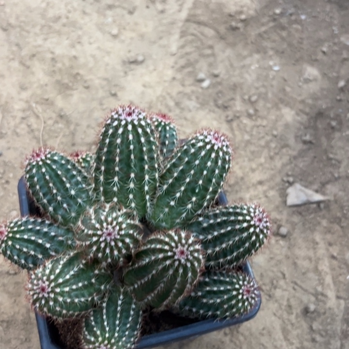 简***好吉祥如意等名家名作