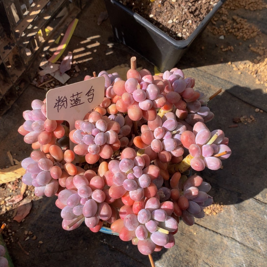 郭***°汤圆7272727727227722