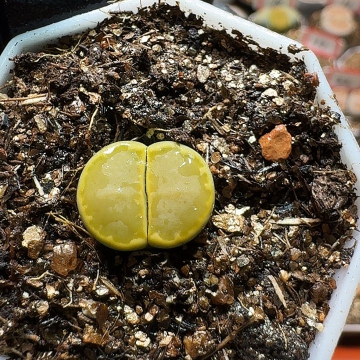 生石花233:：/。  83