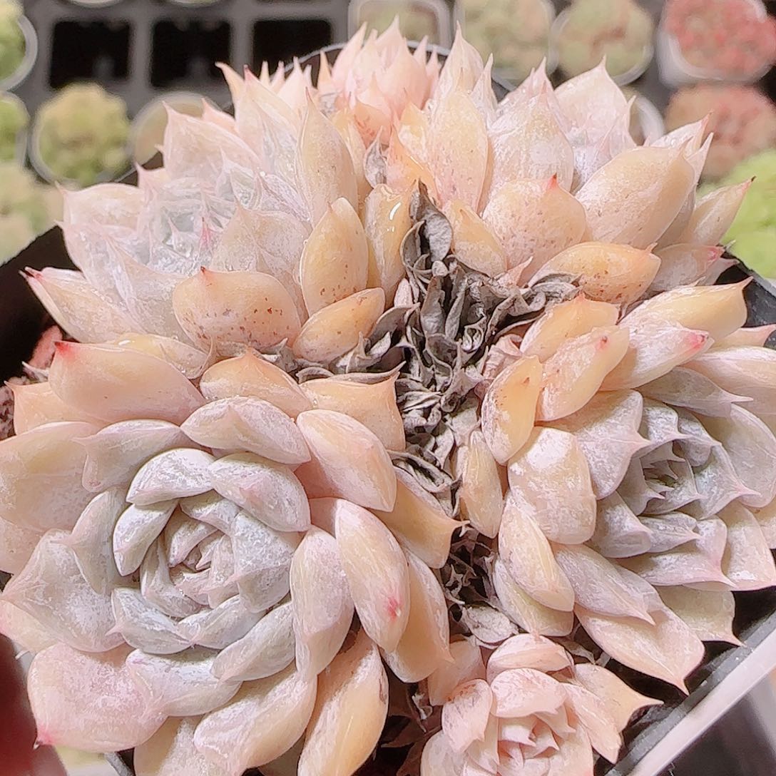 花语逸镜1122-134马力贝尔散