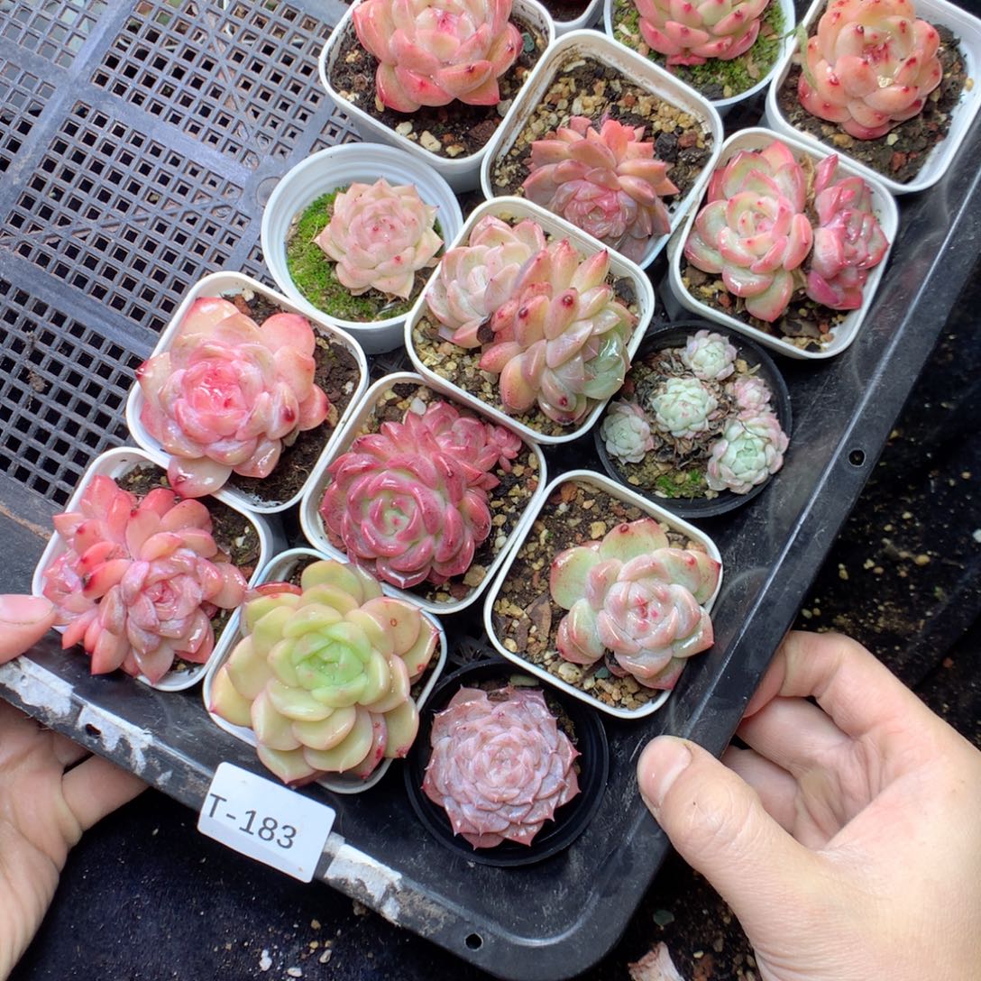 无花朵T183 yyyyyyyyyy