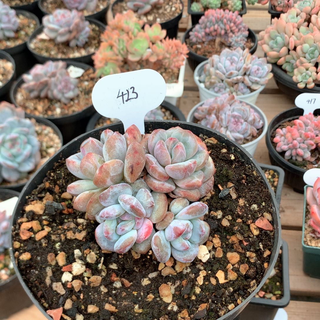集***者8.8厘米有砍星影石化 423