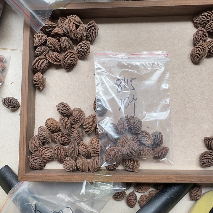 用***8手串/手链核桃桃核