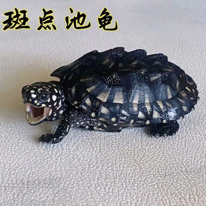 斑点池龟活体深水观赏宠物精致满天星乌龟龙骨背棱龟