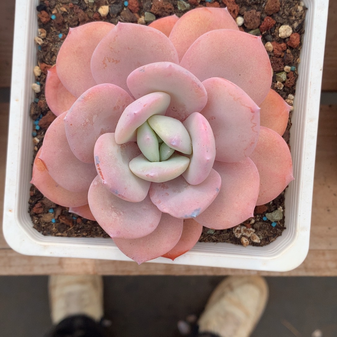 雪***雪宝子奶茶专拍一物一拍